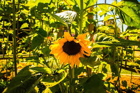 Maybe you would like to learn more about one of these? Hd Wallpaper United States Palos Verdes Peninsula 26300 Crenshaw Blvd Wallpaper Flare