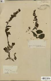 Image result for Ocimum lamiifolium