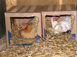 Les pondoirs pour poules fait maison. Comment Avoir Des Poussins Coq Incubation Poule Couveuse