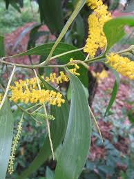 Image result for Acacia auriculiformis