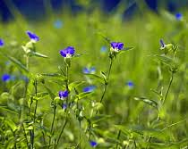 Image result for Commelina zambesica