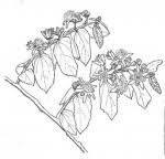 Image result for Grewia monticola