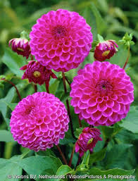 Julio Dahlia Beautiful Flowers Beautiful Pink Flowers Pretty Flowers