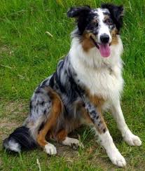 Maybe you would like to learn more about one of these? All Australian Shepherds All The Time Shepherd Dog Breeds Australian Shepherd Dogs Dog Activities