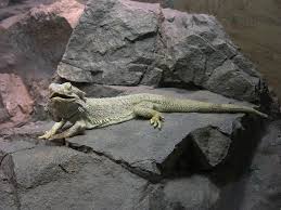Feeding a balanced diet is vital for their health. Pogona Wikipedia