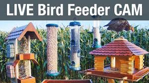 There's a bird in the house! is not a phrase generally uttered in a tranquil tone. Live 4k Wild Animal Bird Feeder Cam Recke Germany Hedgehog Bird Watching 24 7 Asmr Youtube