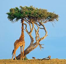 Giraffe And Curved Tree Giraffe Nature Animals Bird Photography