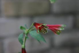Image result for Alstroemeria pulchella