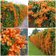 Image result for Pyrostegia