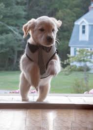 Blood lines of all parents are on the premises. Akc Golden Pups Golden Retriever Puppies New Hampshire