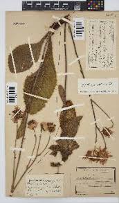 Image result for Berkheya setifera