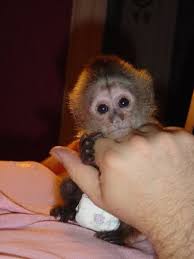 Top Quality Baby Capuchin Monkeys Pet Monkey Capuchin Monkey Pets For Sale