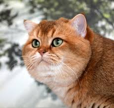 The cats will have a pedigree certificate which records all of the cats details and the cats ancestors/lineage. The Chubby Faced Cat Cattery