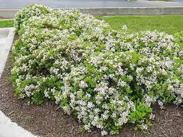 White Indian Hawthorn Southern Landscaping Plants Low Maintenance Landscaping Front Yard