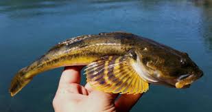 Image result for Leptaulus