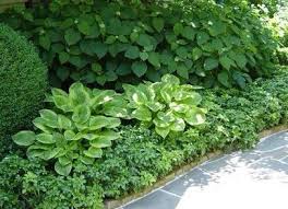 Pin By Betsy Powell On Gardening Shade Garden Design Shade Garden Boxwood Landscaping