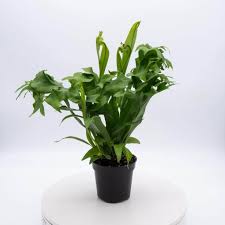 Image result for Microsorum punctatum