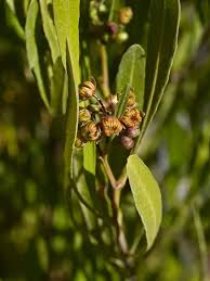 Image result for Dodonaea viscosa
