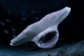 Oct 15, 2021 · 'shark tank' prop bets—week 6 ben solak joins to discuss this weekend's games by danny kelly , craig horlbeck , and ben solak oct 15, 2021, 8:27am edt Shark Trivia Other Quiz Quizizz