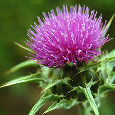 Best milk thistle vitamin brand. Milk Thistle Nccih