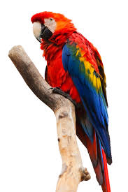 Bird Sitting On Branch Png Conservation Action Fund Parrot Pet Animals Beautiful Macaw