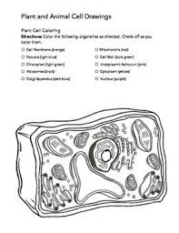 Plant And Animal Cells Drawing Worksheets Plant And Animal Cells Animal Cell Drawing Animal Cell