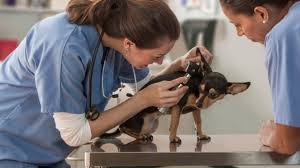 (3 days ago) find a small animal veterinarian near yoou. A Day In The Life Of A Veterinarian