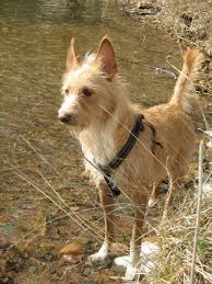 Can the cairn terrier make the best little pal for you? 3 Portugese Podengo Unique Dog Breeds Dog Breeds Rare Dog Breeds