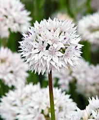 Flower Bulbs And Plants Online From Peter Nyssen Bolbloemen Prachtige Bloemen Bloemplanten