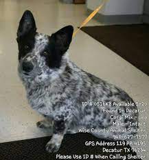 Pin On Must Love Heelers