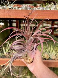 Image result for Buchnera capitata
