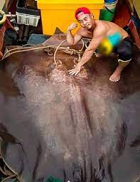 Get meaning and translation of pari in english language with grammar, synonyms and antonyms. Giant 280 Kg Stingray Caught By Fishermen In Malaysian River View Pics Of The Rare Monstrous Looking Sea Creature Latestly