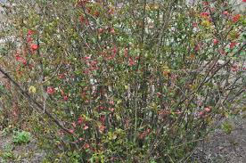 For instance, 'orange storm', 'scarlet storm' and. Texas Scarlet Flowering Quince