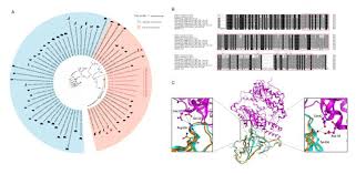 Access multiple nov applications and services with one login. Evolution Of Wuhan Coronavirus 2019 Ncov And Modeling Of Spike Protein For Human Transmission Eurekalert Science News