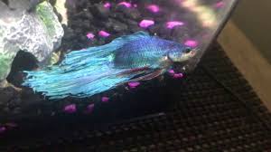Cleaning your betta's tank regularly will help eliminate harmful waste, and also clear ammonia and other toxins out of the. Help Lethargic Heavily Breathing Betta Tropical Fish Forums