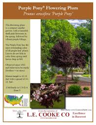 « see the general plant entry for plums (prunus umbellata). Flowering Plum Trees