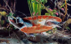 Its a 75 gallon aquarium (moving up from 20 gallons). Red Bellied Short Necked Turtle Facts And Pictures