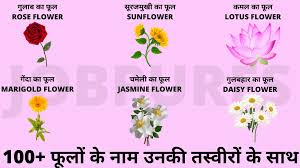 Ii) flowers name in hindi|सभी फूलों के नाम हिंदी में।list of flower names english to hindi. Flowers Name In Hindi English 100 à¤« à¤² à¤• à¤¨ à¤® à¤¹ à¤¦ à¤®