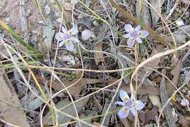 Image result for Moraea elliotii