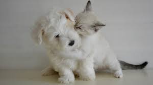 High quality foods are available for nearly all pet types whether you have a dog, cat, reptile, fish, small animal or feathered friend. San Francisco Bans Sale Of Dogs And Cats In Retail Stores Animal Legal Defense Fund
