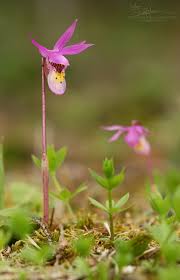 Image result for Rhynchosia elegans