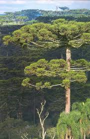 Image result for Araucaria