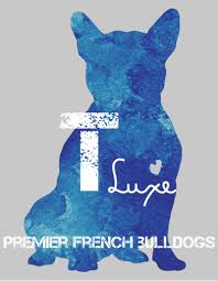 Specializing in blues and merles. French Bulldog Breeders New York Bred Premium Quality Frenchies