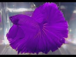Contact purple betta fish bandung on messenger. Rare Color Betta Fish Forum
