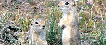 Maybe you would like to learn more about one of these? Ofwo Washington Ground Squirrel