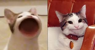 #popcat แฮชแท็กเกมน้องแมว ขึ้นอันดับ 1 เทรนด์ทวิตเตอร์โลก หลังเจอชาวเน็ตไทยกดคลิกรัวแล้ว. Z87avku4othzcm