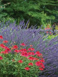 We did not find results for: Planting Border Perennials Burpee