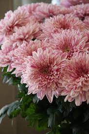Chrysanthemum Bonbini Beautiful Pink Flowers Beautiful Flowers Chrysanthemum Flower