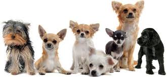 Meet our goldens ready for adoption. Tiny Tails Small Dog Rescue Adoption Event A1 Pet Emporium Oklahoma City 7 March