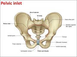 There are many organs that sit in the pelvis, including much of the urinary system, and lots of the male or female reproductive systems. Pelvic Anatomy Sablon